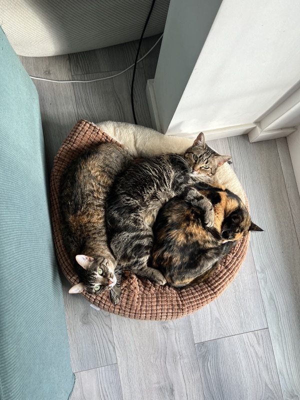 Cats cuddled together