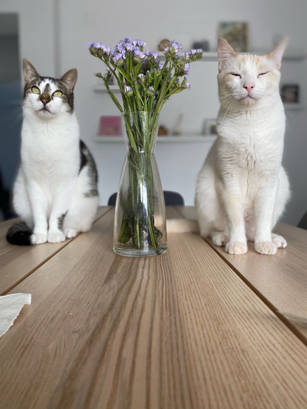Our cats with flowers